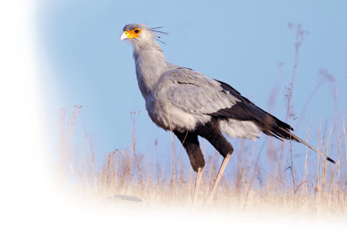 Der Sekretär, Wappentier des DTAD