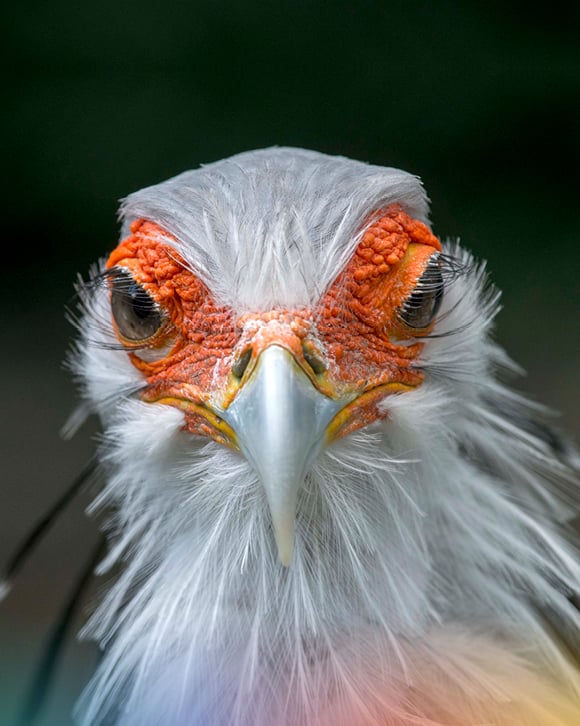DTAD und der Sekretär: Der afrikanische Greifvogel als Teil des DTAD